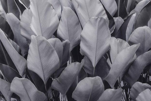 Textures de feuilles noires abstraites naturelles pour les images de fond de feuilles tropicales en noir et blanc