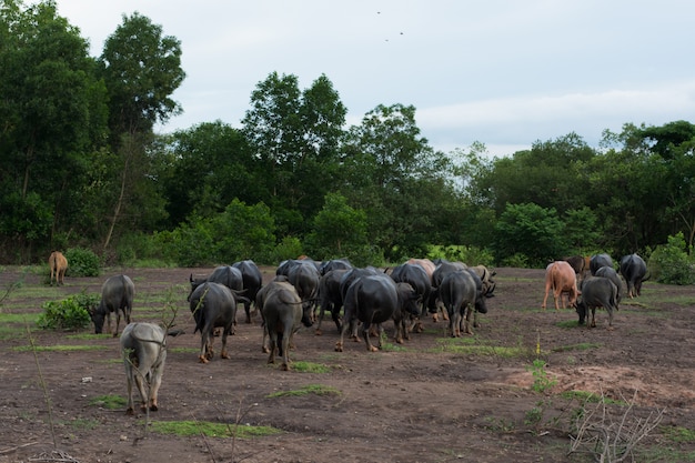 Thai Buffalo marche sur le terrain rentre chez lui