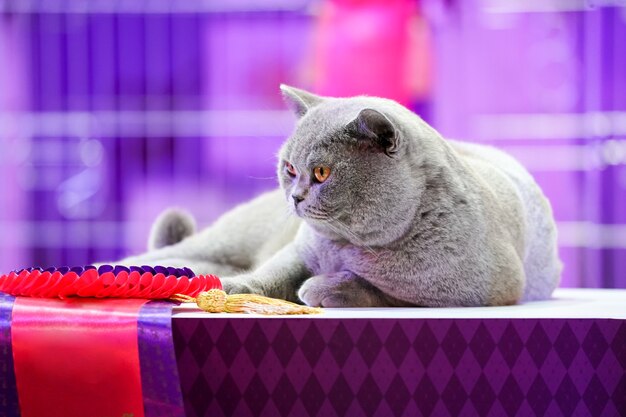 Le Thai Korat Cat aux yeux jaunes à fourrure grise. C'est le gagnant du concours de beau chat du tournoi.