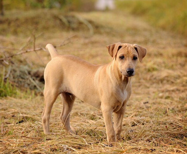 Thai Ridgeback Dog