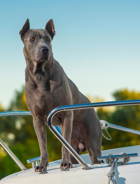 Thai Ridgeback sur un yacht dans la nature.