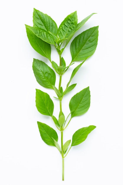 Thai Sweet Basil laisse