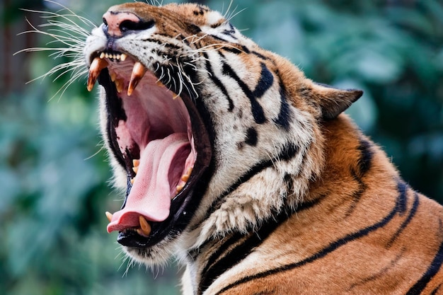 Photo thaïlande, bangkok, zoo de bangkok, tigre du bengale (panthera tigris)