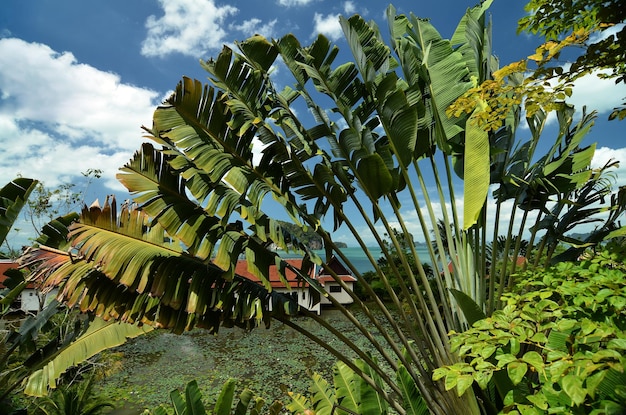 Thaïlande belle vue sur la mer à travers le feuillage des arbres tropicaux de l'île