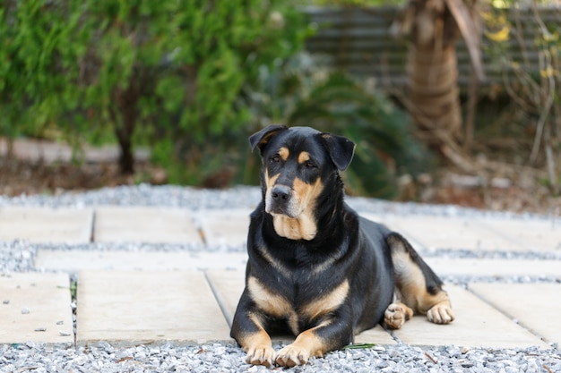 Thaïlande chien des émotions saines