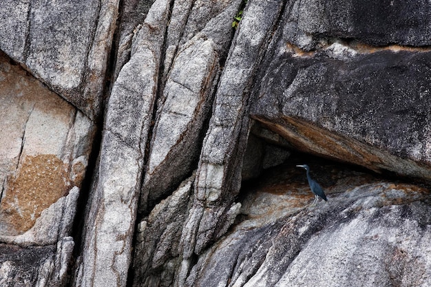 Thaïlande, Koh Nangyuan (île de Nangyuan), un cormoran sur les rochers de l'île