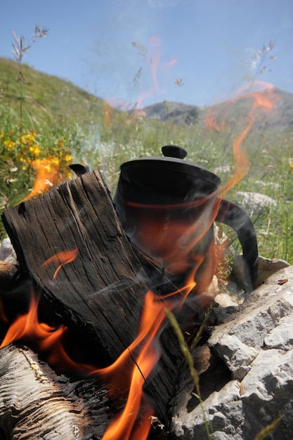 Thé dans la nature