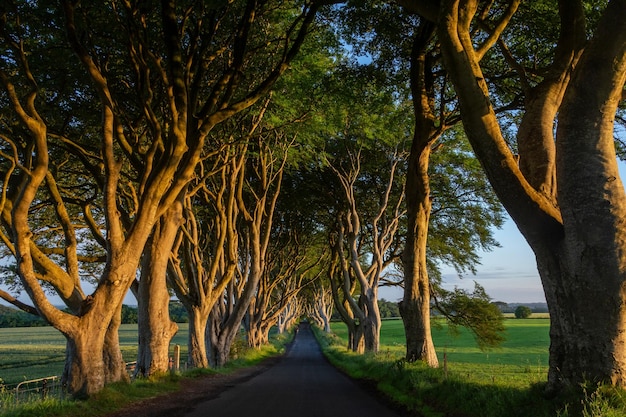 The Dark Hedges Irlande du Nord Royaume-Uni