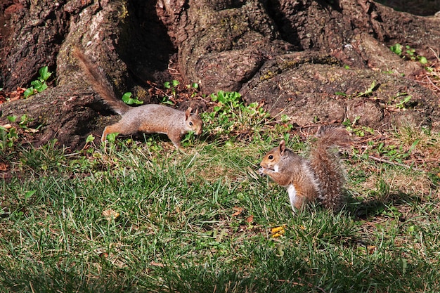 The Squirrel in Washington, États-Unis