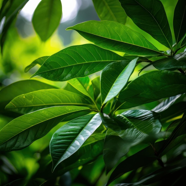 thé vert chaud dans une théière et une tasse en verre