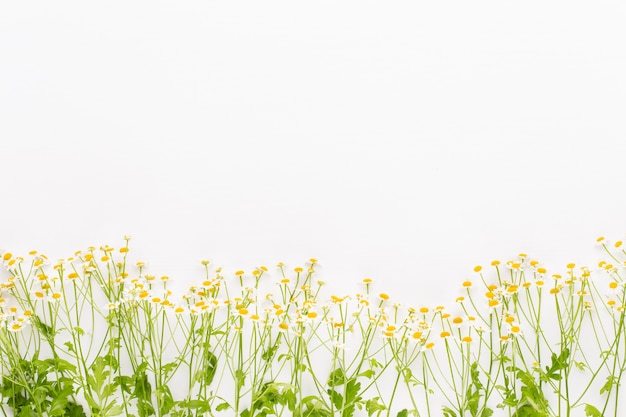 Thème d'aromathérapie à la camomille, cosmétique artisanale. espace pour les herbes médicinales et textuelles