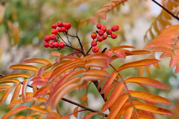 Thème de l'automne avec les feuilles et les baies roux rowan