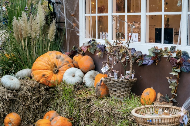 Photo thème de décoration d'automne dans un jardin public extérieur, citrouilles effrayantes au sol.