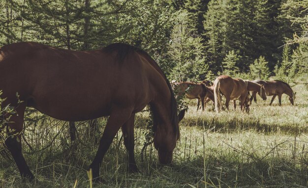 Photo thème du pâturage des chevaux