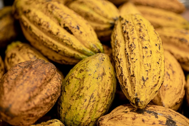 Theobroma cacao bean fruit nature graine de plante pour la fabrication de matières premières au chocolat