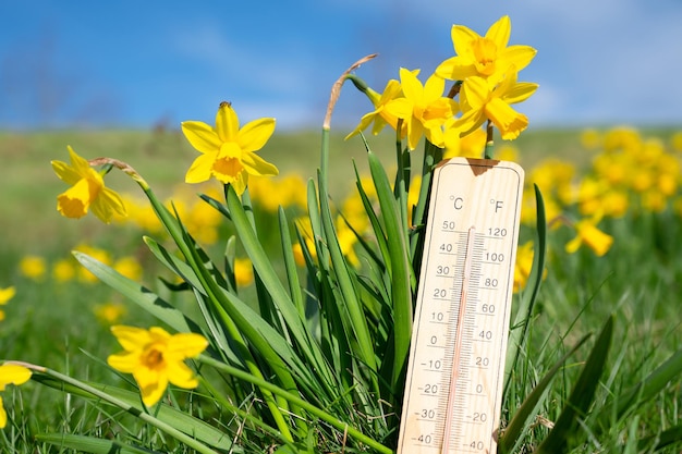 Thermomètre avec narcisse fleurs ciel bleu et soleil mesurer la température météo prévision jour ensoleillé au printemps