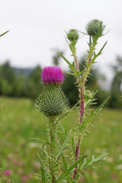 Thistle flower acanthus chardon est une plante à fleurs symbole de l'Ecosse