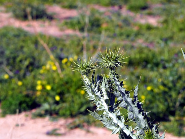 Thistle Greengray tiges avec des épines