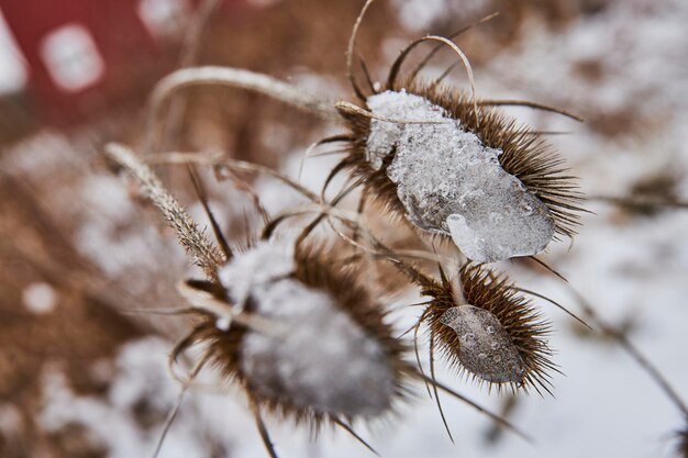 Thistles d'hiver avec la neige qui fond de près Texture naturelle