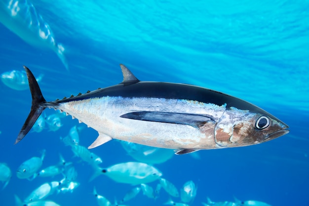 Thon Albacore Thunnus Alalunga