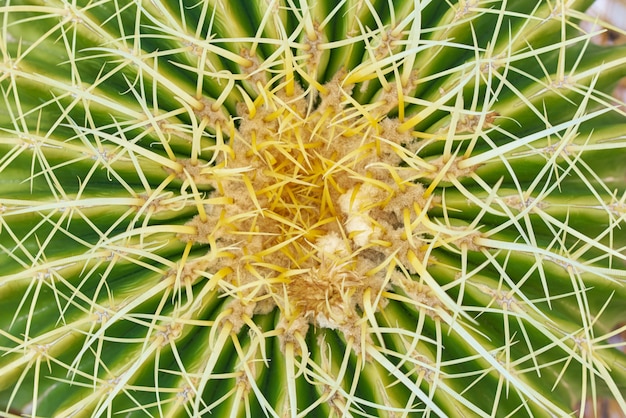 Thorn cactus succulente texture fond, gros plan