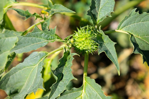 Thornapple (Datura stramonium)