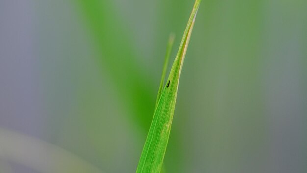 thrips des rizières