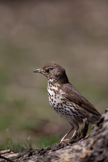 Thruche de chant Turdus philomelos