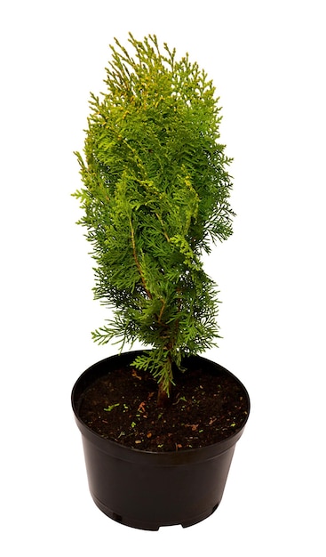 Thuja Platycladus orientalis Aurea Nana en pot isolé sur fond blanc. Arbres de conifères. Mise à plat, vue de dessus