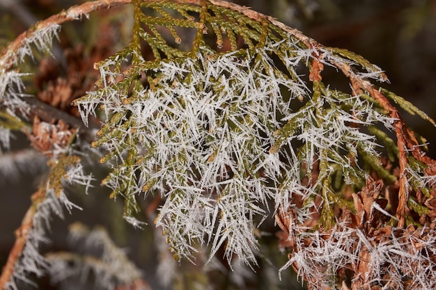 Thuya en gelée. Magie d'hiver.