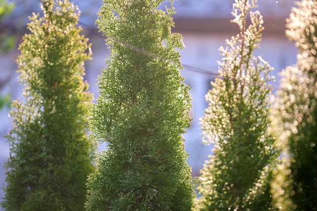 Thuyas décoratifs à feuilles persistantes poussant devant la maison ou dans l'arrière-cour Concept de jardinage et d'aménagement paysager