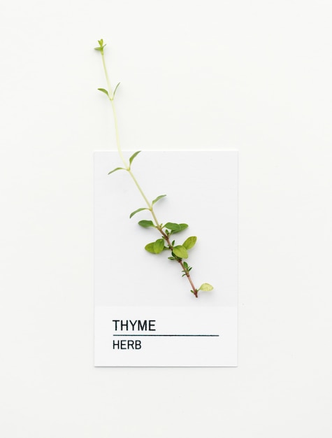 Thym aux herbes