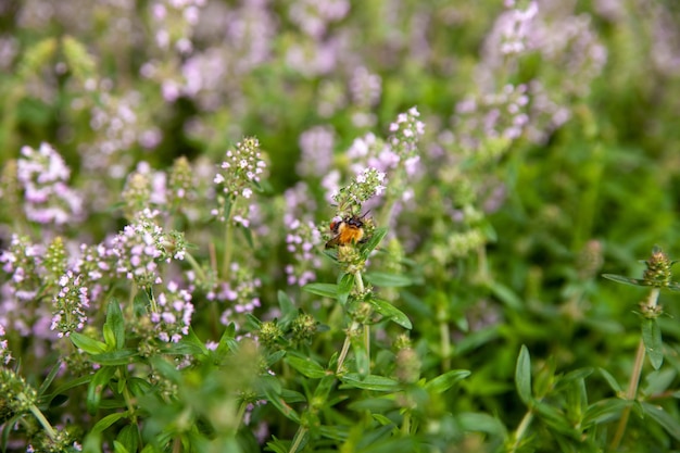 Thym commun à fleurs Thymus vulgaris