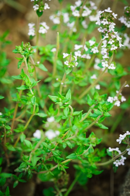 Thym dans le jardin