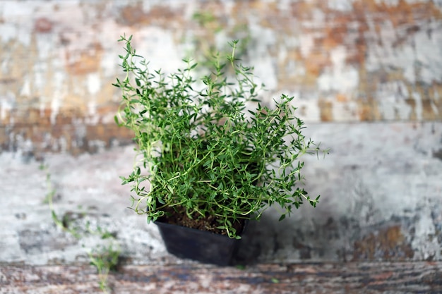 Thym dans un pot sur une table grungy