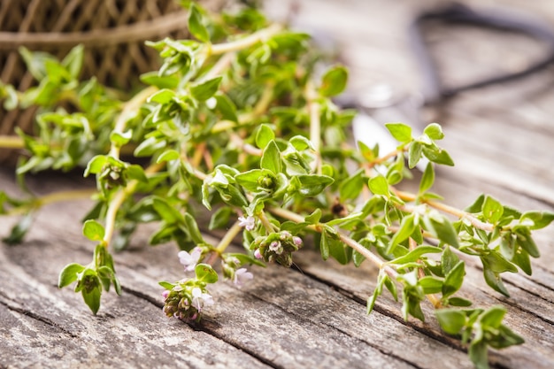 Thym sur la table en bois