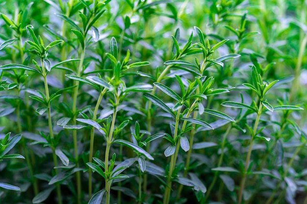 Thym vert frais poussant dans le jardin