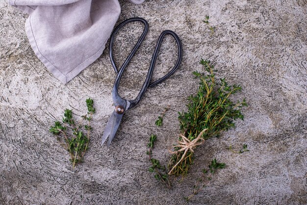 Thym vert Herbes fraîches du jardin