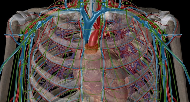 Le thymus est un élément important du système immunitaire de l'organisme.