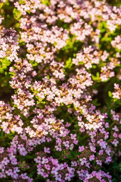 Thymus - herbe médicinale et condiment poussant dans la nature. Mise au point sélective