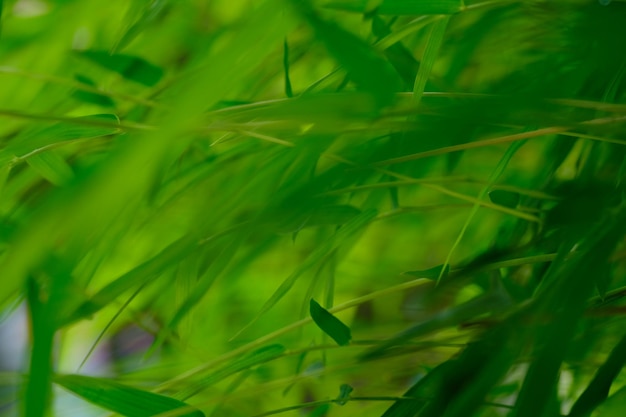 Thyrsostachys est un genre de bambou chinois et indonésien de la famille des graminées. feuilles vertes de bambou.