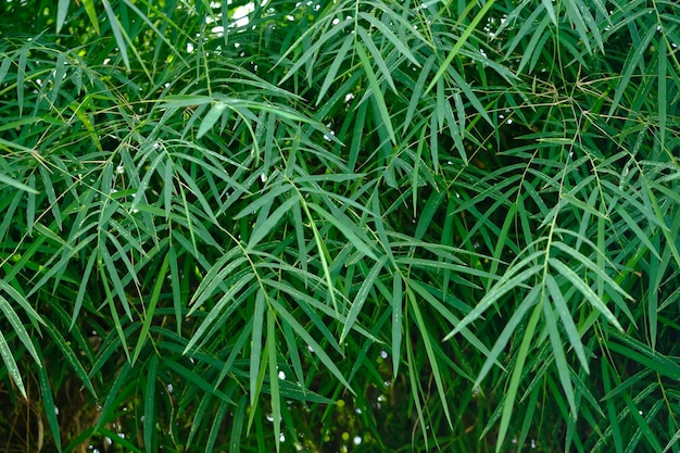 Thyrsostachys est un genre de bambou chinois et indonésien de la famille des graminées. feuilles vertes de bambou.