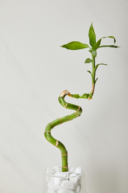 Tige de bambou vert dans un vase avec des pierres sur fond de marbre blanc