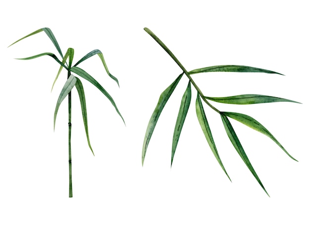 Tige et branches de bambou avec des feuilles vertes illustration à l'aquarelle isolée sur fond blanc Clipart réaliste dessiné à la main de la nature tropicale chinoise