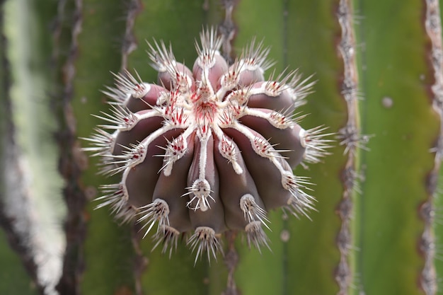 Photo tige cylindrique de cactus de couleur pourpre avec des côtes très prononcées et avec des épines