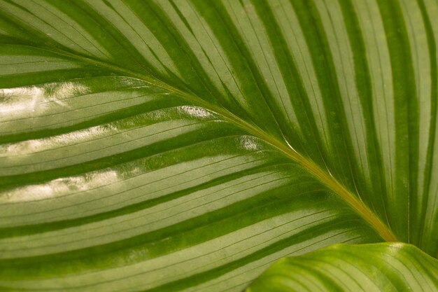 Photo tige de feuille de plante naturelle avec texture