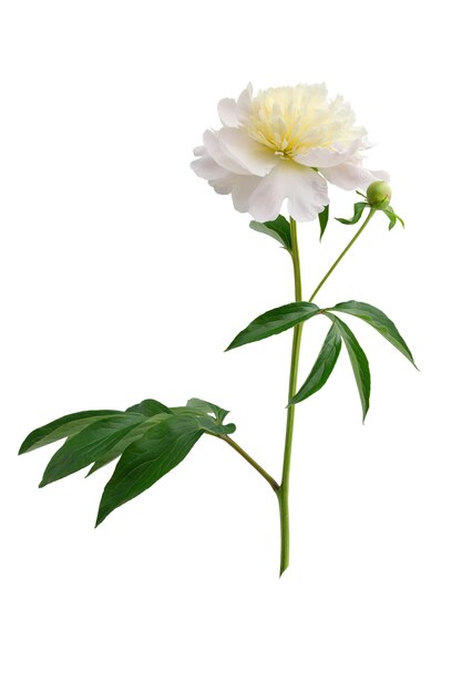 tige avec feuilles et fleur d'une pivoine marron en forme d'arbre