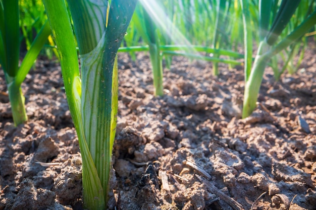 Tige et feuilles d'oignon agrandi dans la ferme Cultures alimentaires naturelles fraîches vertes Concept de jardinage Plantes agricoles poussant dans des lits de jardin