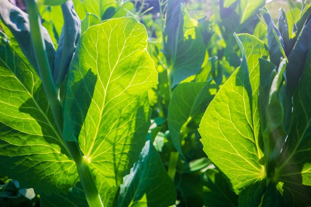 Tige et feuilles de pois agrandi dans la ferme Cultures alimentaires naturelles fraîches vertes Concept de jardinage Plantes agricoles poussant dans des lits de jardin