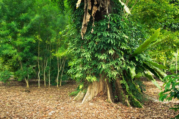 Tige géante d'arbre pterocarpus indicus avec de nombreuses plantes tropicales dans le jardin botanique de Singapour